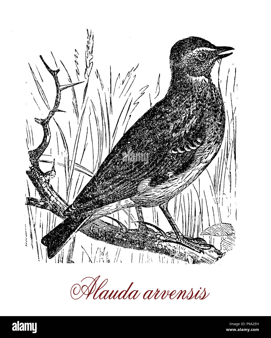 Vintage incisione di allodola eurasiatica, passerine bird vive in terreni agricoli, noto per la canzone maschio, Foto Stock