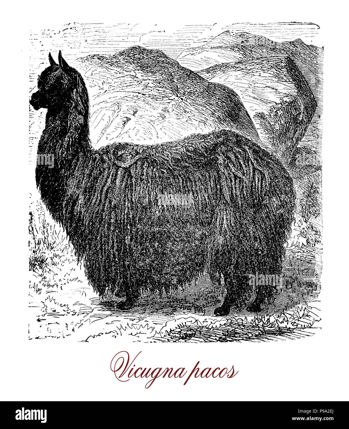 Vintage incisione di alpaca o vicugna pacos, South American camelid livng in mandrie pascolo a Andes altezza, allevati per le fibre lavorate a maglia e tessuti. Foto Stock