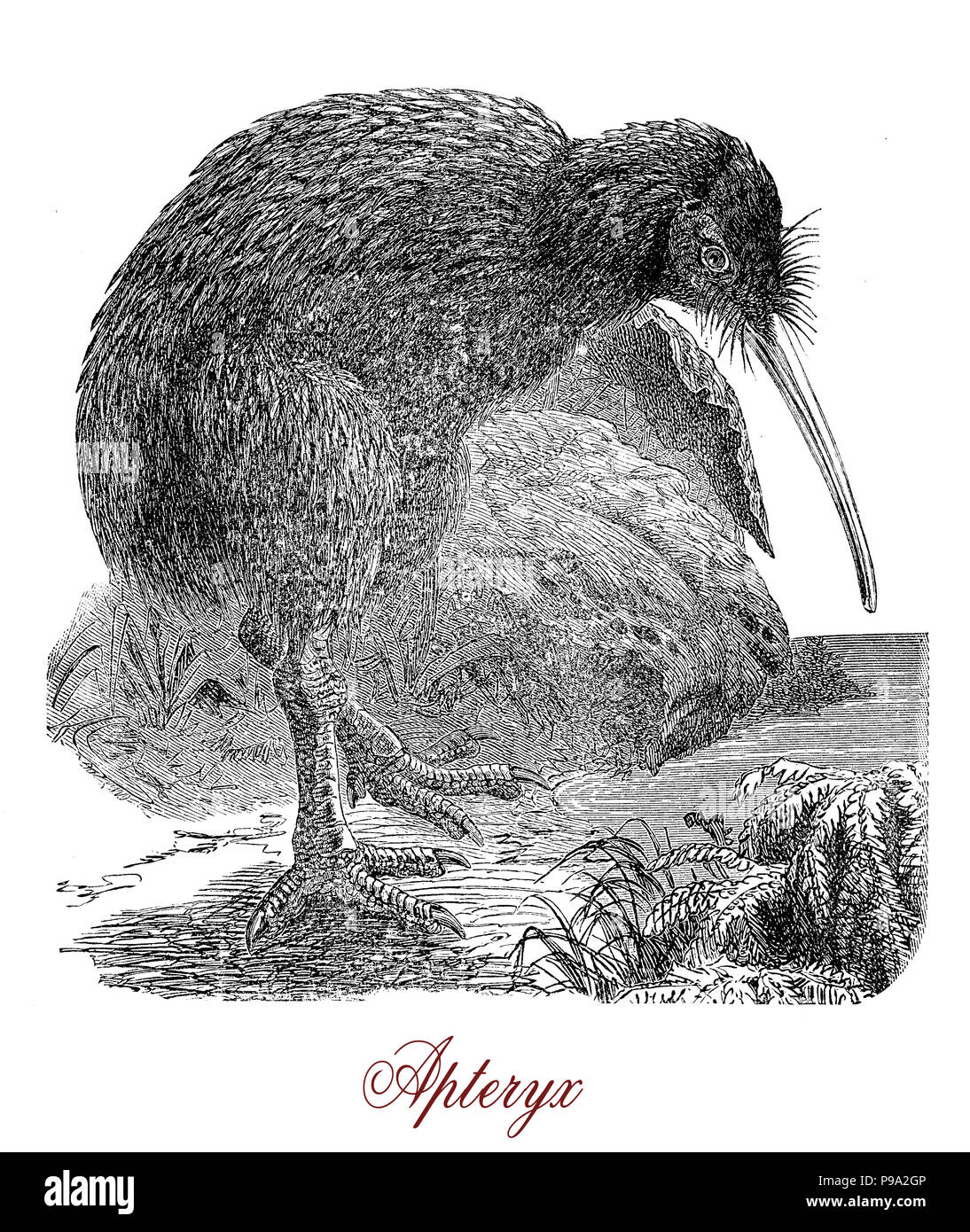 Vintage incisione di Kiwi o Apterix australis, flightless uccelli nativi per la Nuova Zelanda. I greco-derivato il nome significa 'wingless'. Foto Stock