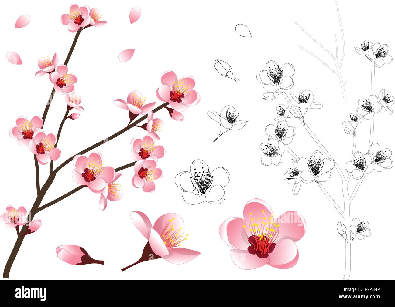 Prunus persica - Peach Flower Blossom contorno. Illustrazione Vettoriale. isolato su sfondo bianco. Illustrazione Vettoriale