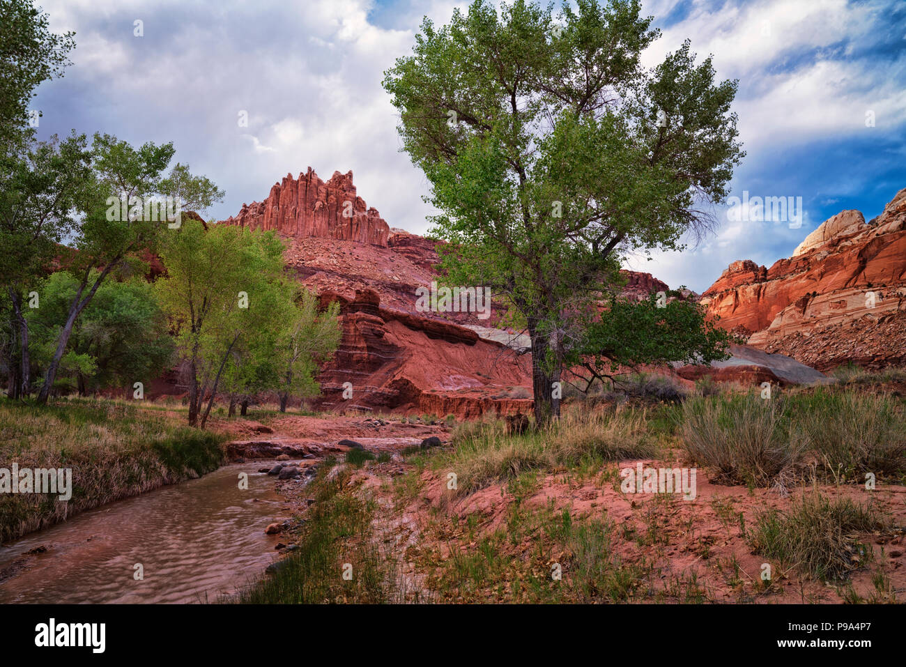 Castello di roccia si erge al di sopra di questa primavera tempo boschetto di pioppi neri americani alberi lungo il fiume Fremont in Utah Capitol Reef National Park. Foto Stock