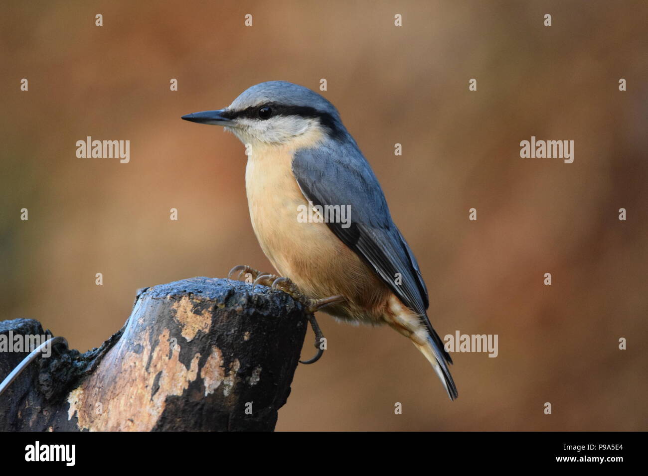 Un picchio muratore si appollaia in primavera. Foto Stock