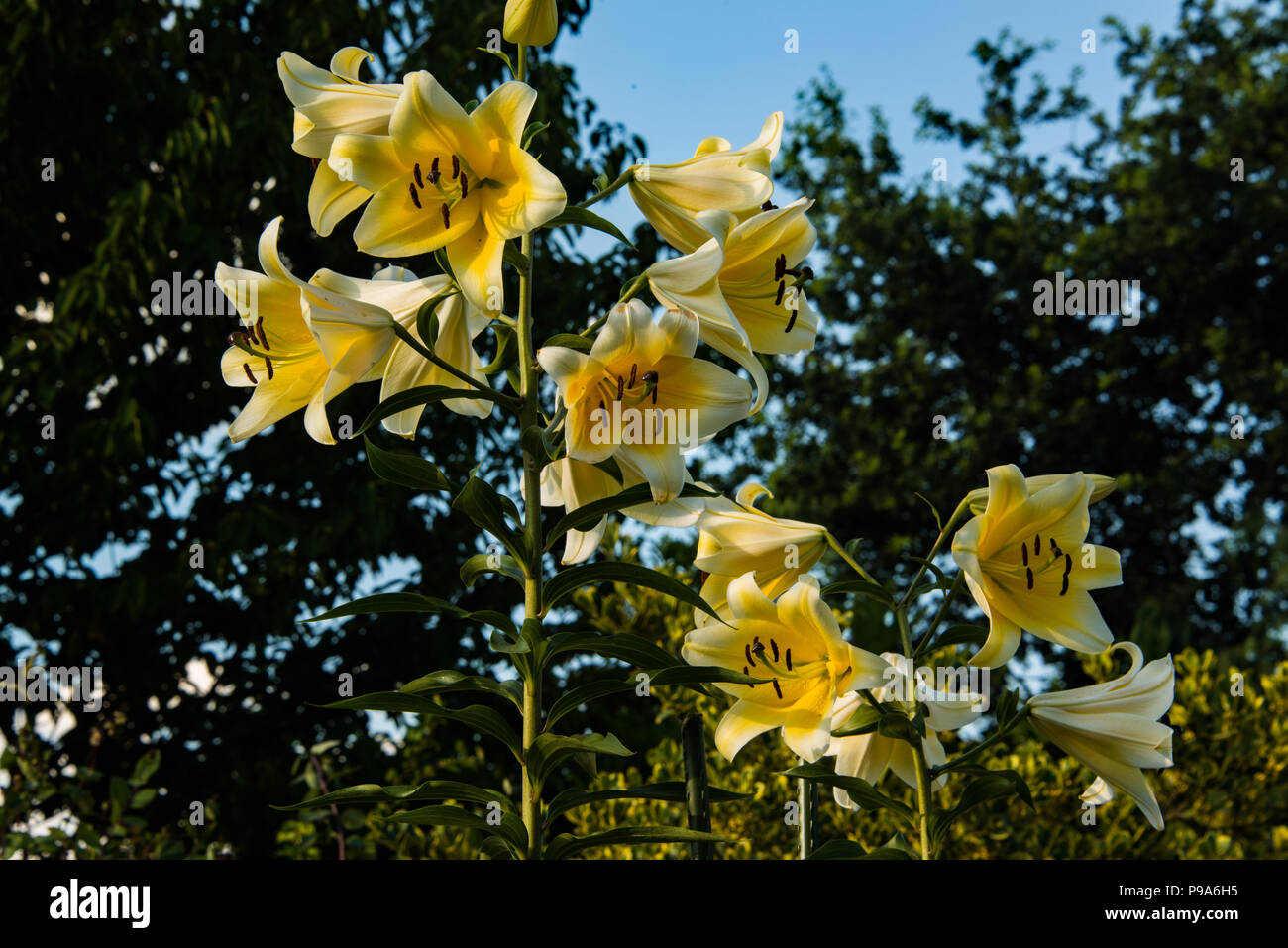 Tree Lily 'giallo rocket' in fiore Foto Stock