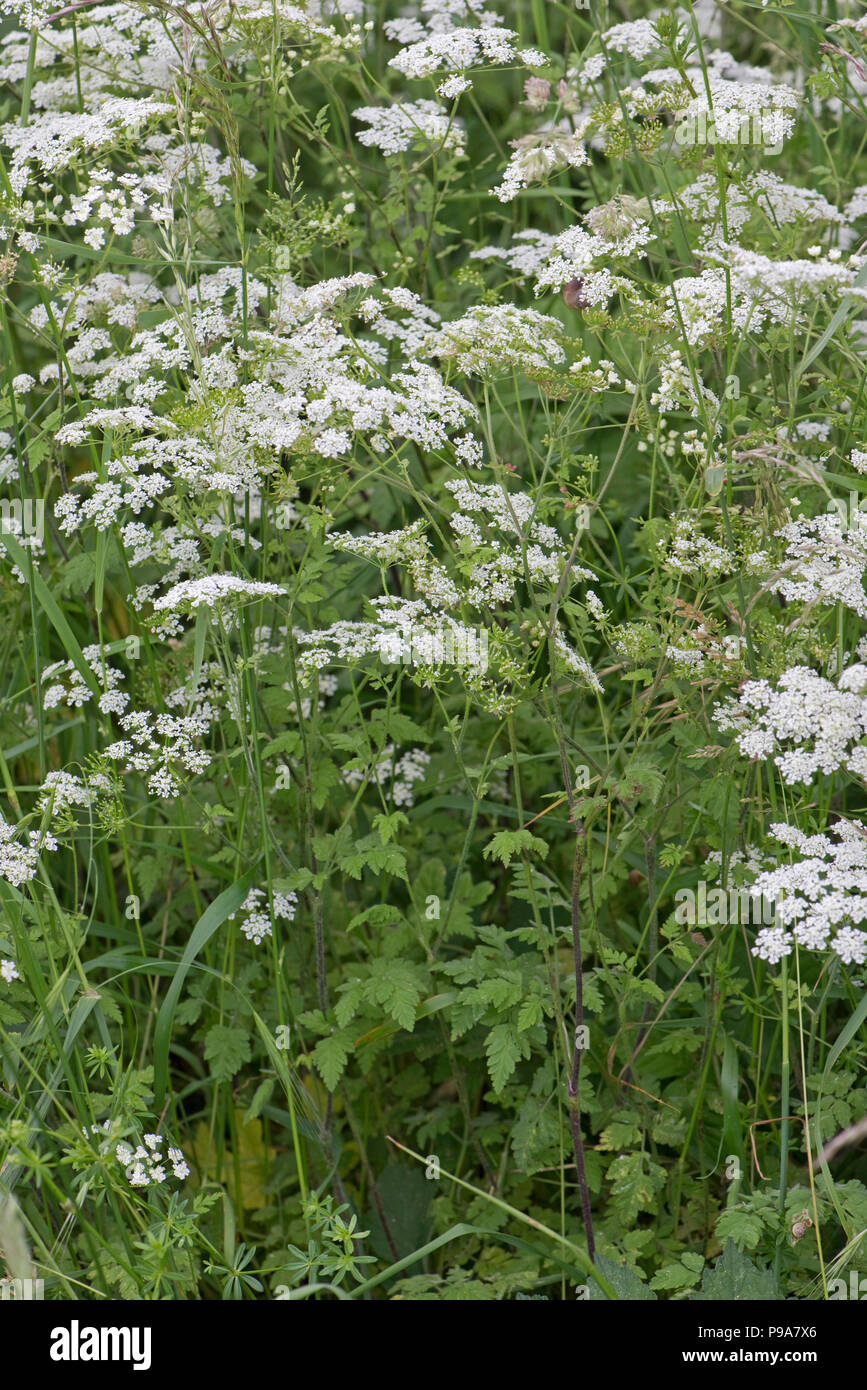 Cerfoglio ruvida, Chaerophyllim temulum, fioritura e semina in erba orlo a inizio estate, Berkshire, Giugno Foto Stock