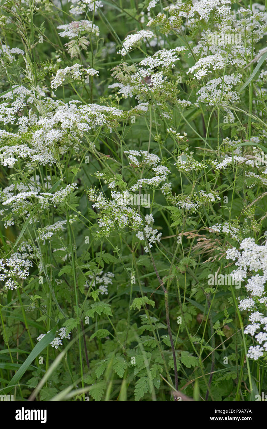 Cerfoglio ruvida, Chaerophyllim temulum, fioritura e semina in erba orlo a inizio estate, Berkshire, Giugno Foto Stock