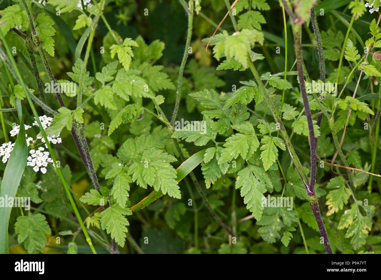 Cerfoglio ruvida, Chaerophyllim temulum, foglie ruvide e pelose steli viola, Berkshire, Giugno Foto Stock