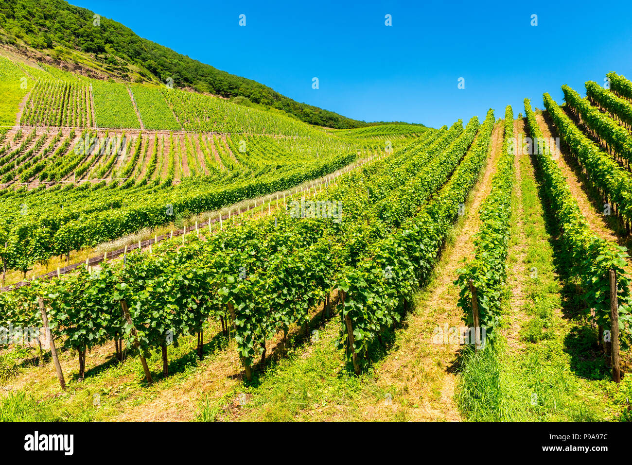 Vigneti nella Valle della Mosella in Germania di primavera Foto Stock