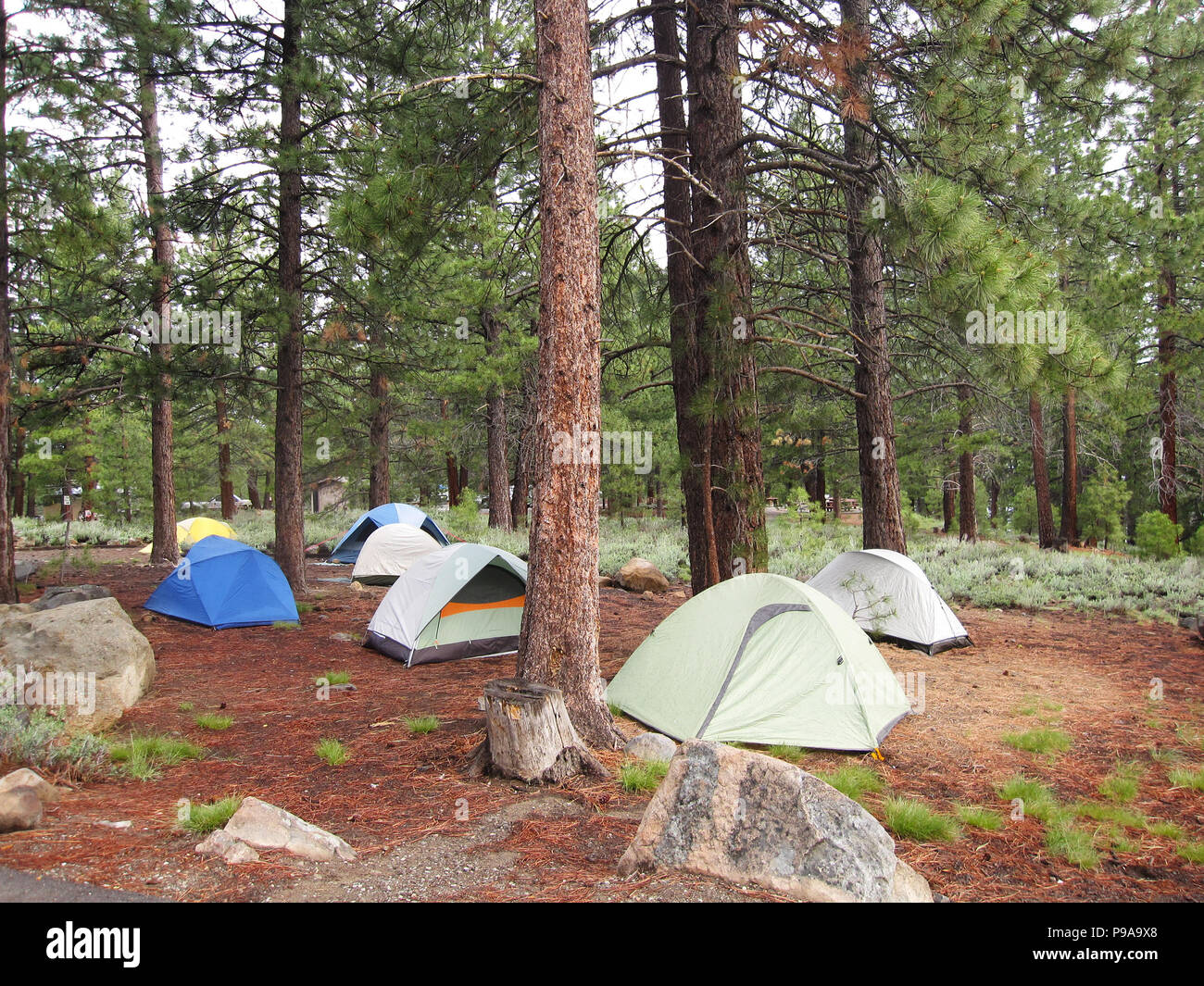 Un gruppo di tende in una foresta Foto Stock