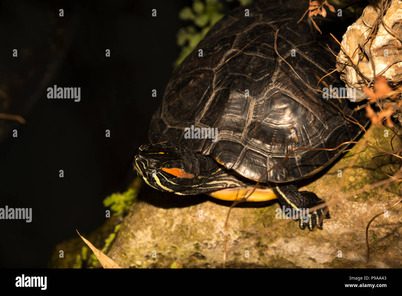 Cursore Red-Eared tartaruga (Trachemys scripta elegans) Foto Stock