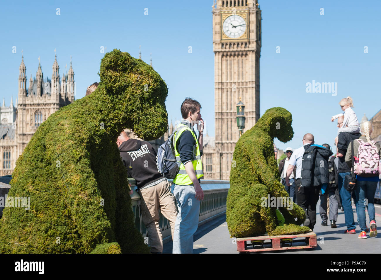 Londra, Regno Unito. Il 24 maggio 2016. Cinque a sei piedi di installazioni di scimmia sono posizionati su Westminster Bridge per aiutare a lanciare il corpo del negozio Bio-Bridges nuovo Foto Stock