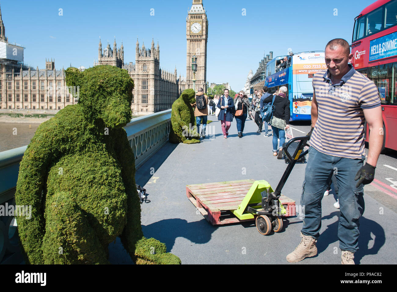 Londra, Regno Unito. Il 24 maggio 2016. Cinque a sei piedi di installazioni di scimmia sono posizionati su Westminster Bridge per aiutare a lanciare il corpo del negozio Bio-Bridges nuovo Foto Stock