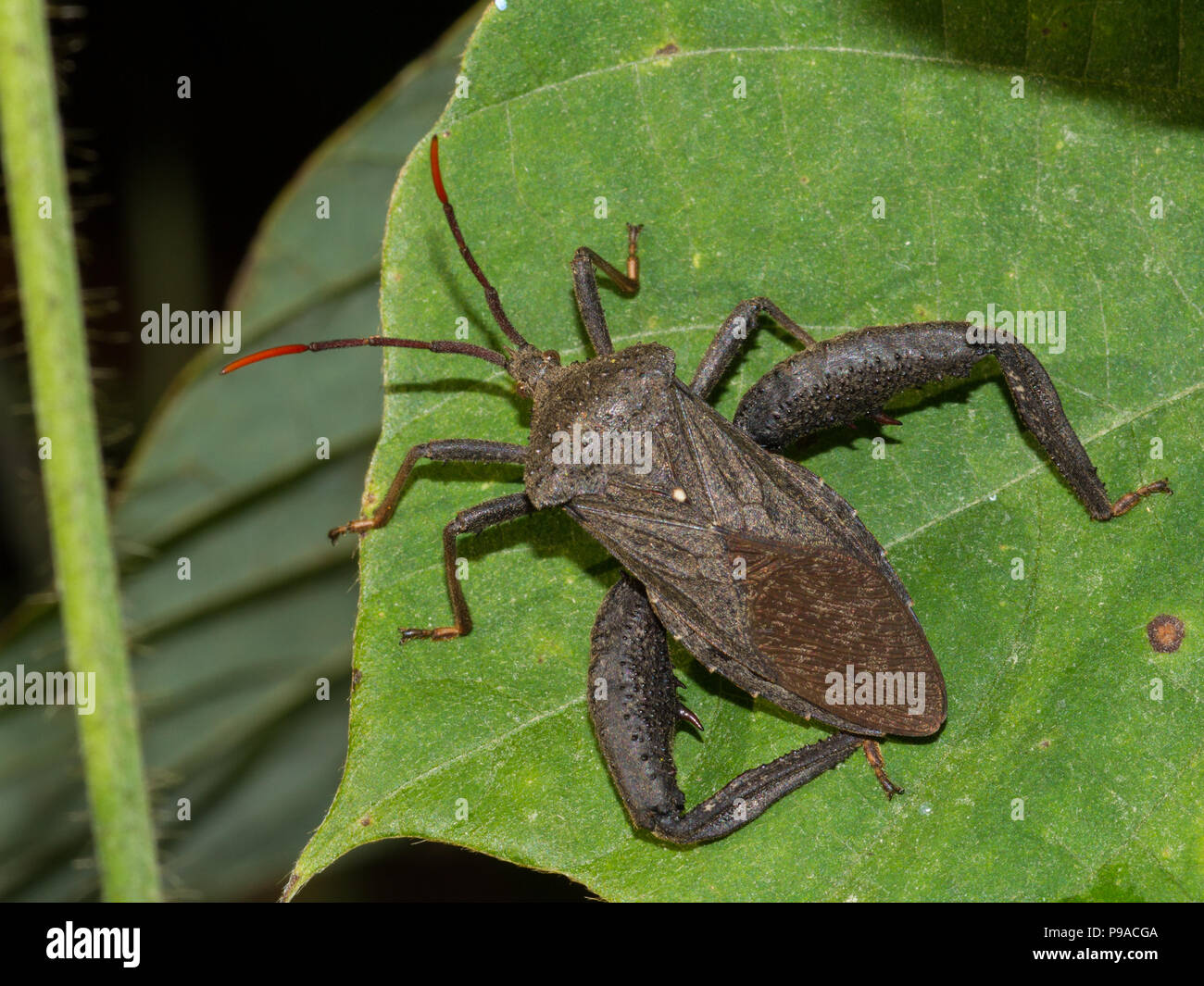 Primo piano di un bug maschio a foglia di calcare Co., al, USA. Foto Stock