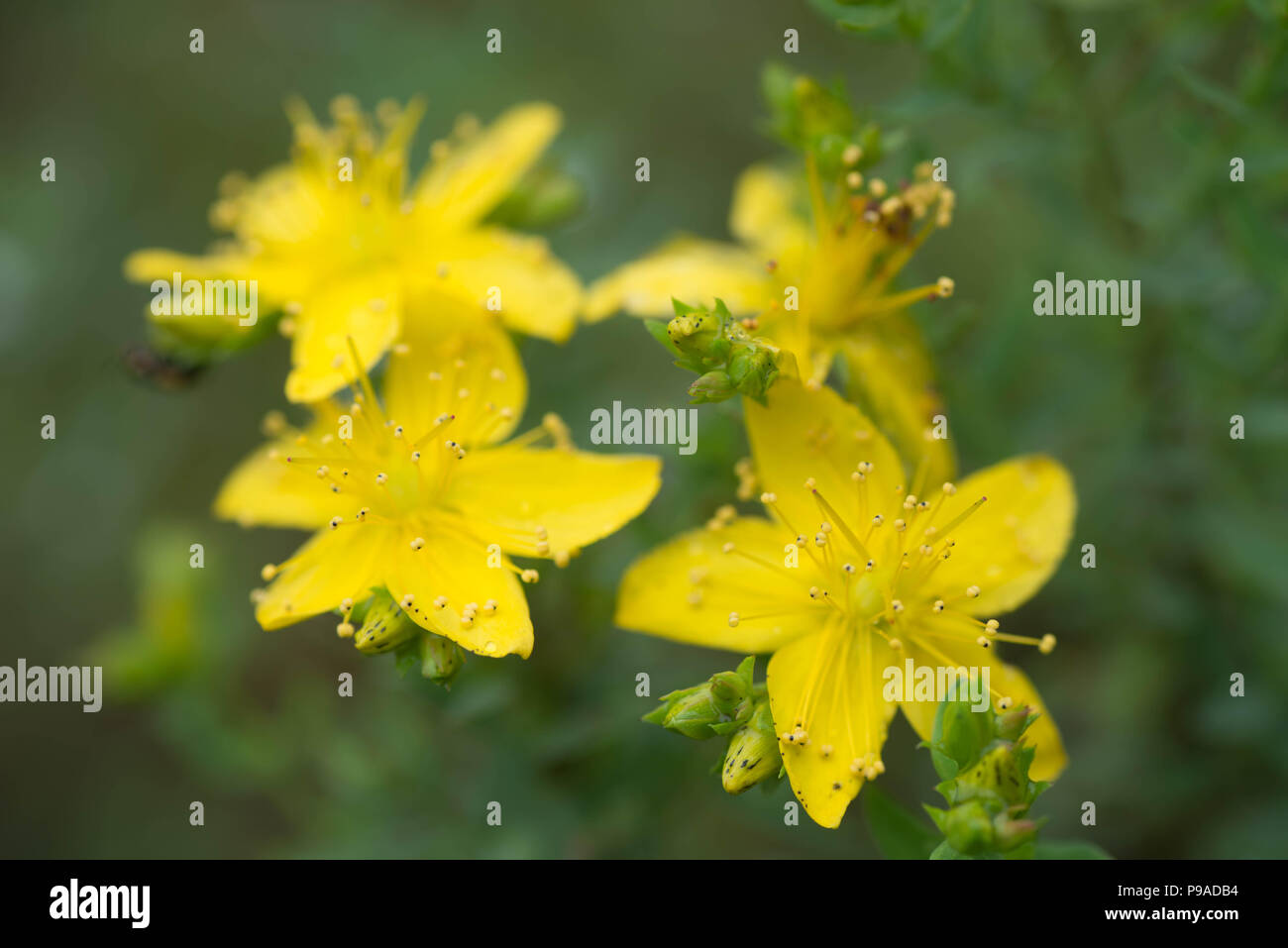 Hypericum (St. John's wort) fiori gialli macro messa a fuoco selettiva Foto Stock
