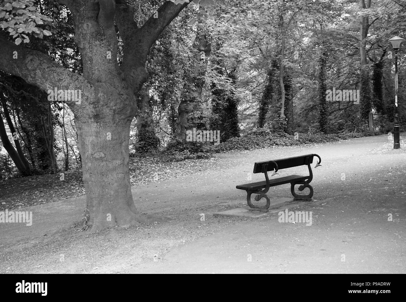 Serpente una panchina nel parco che si affaccia su alberi e il fiume indossare a Durham City UK in bianco e nero Foto Stock