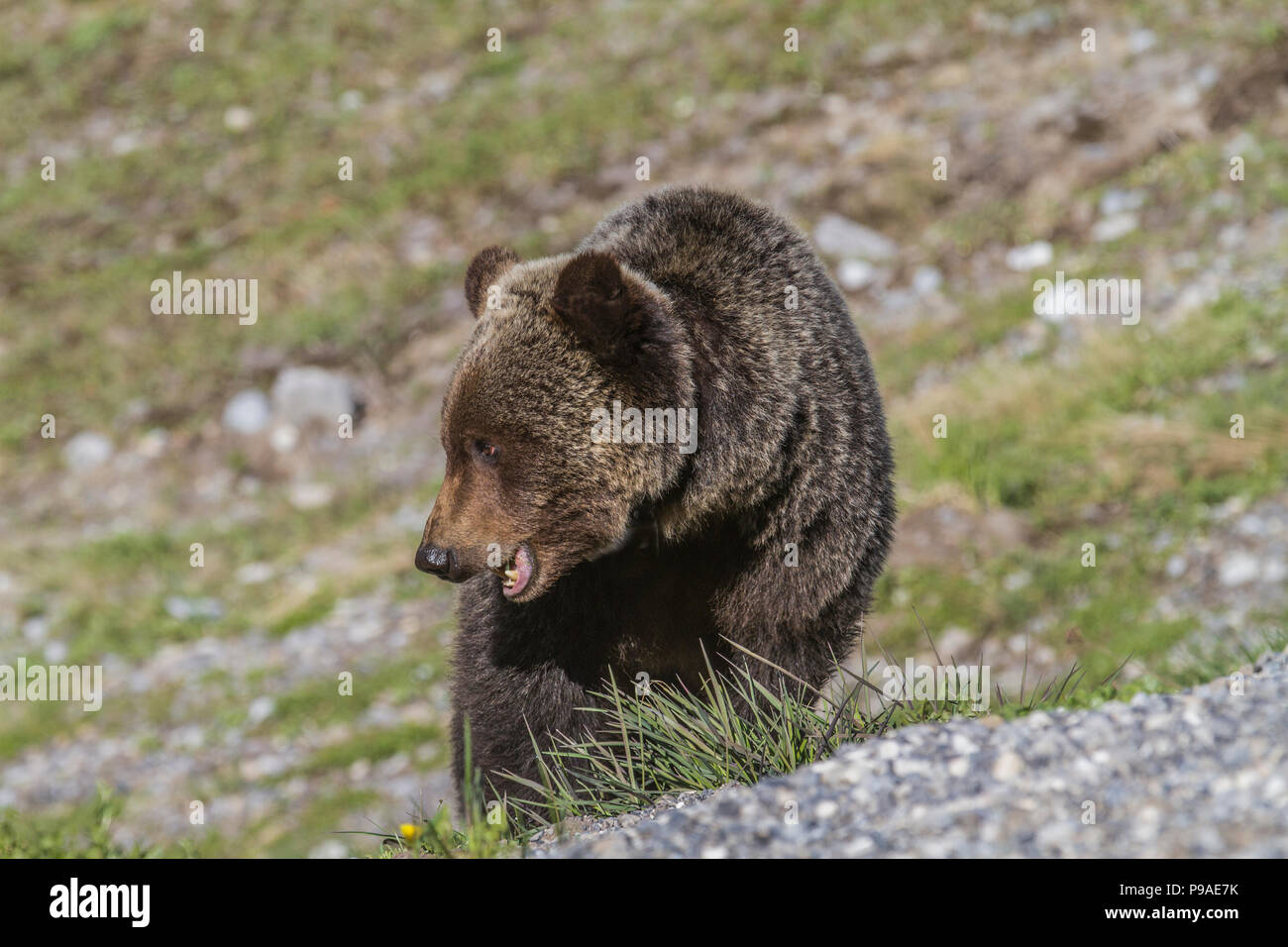 Orso grizzly maschio (Ursus arctos horribilis) maschio orso grizzly, alimentando in un prato di montagna, con la bocca aperta. Kananaskis, Alberta, Canada Foto Stock