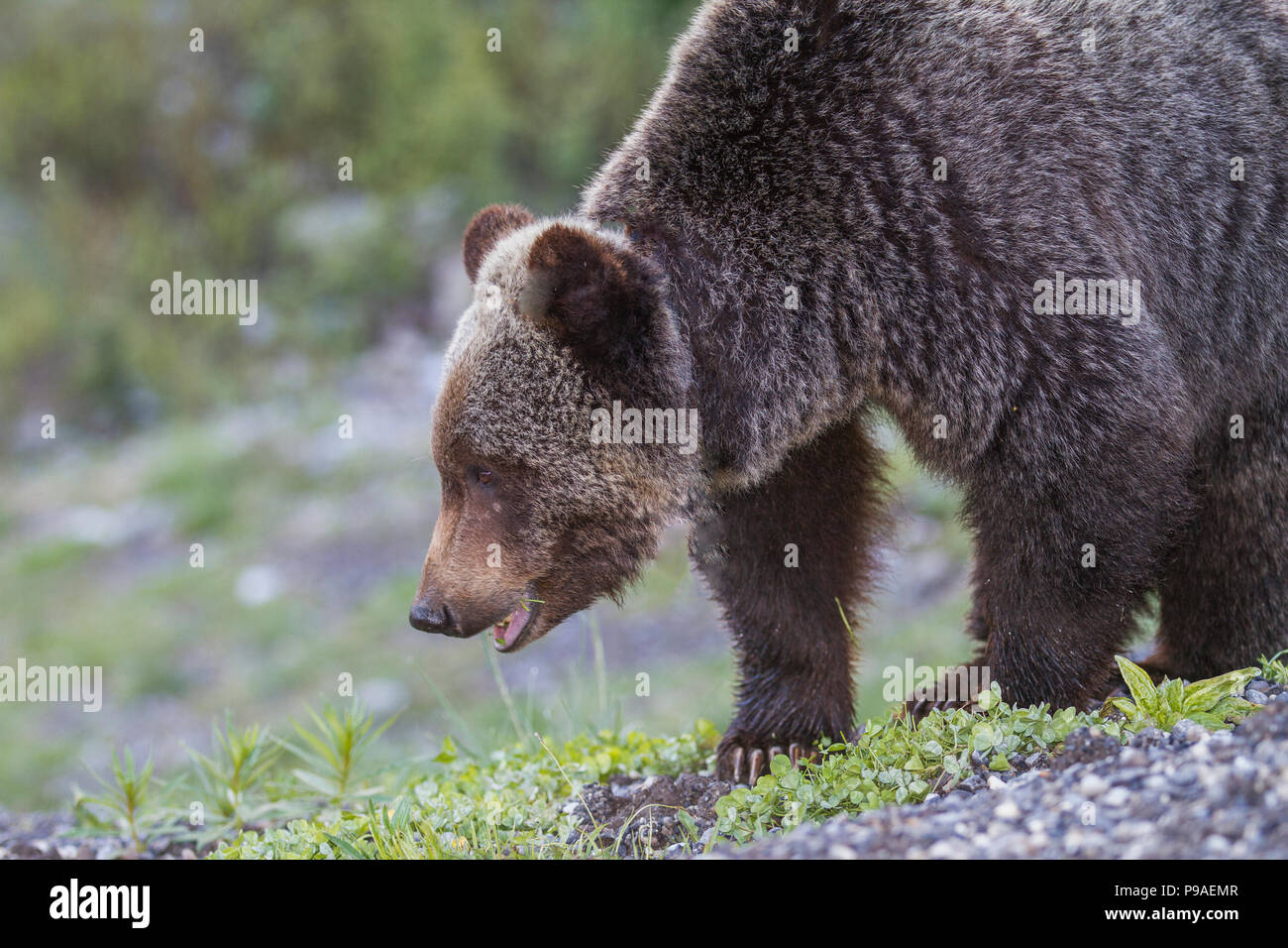 Orso grizzly maschio (Ursus arctos horribilis) bocca aperta, 3/4 , lato corpo colpo di maschio orso grizzly. Kananaskis, Alberta, Canada Foto Stock