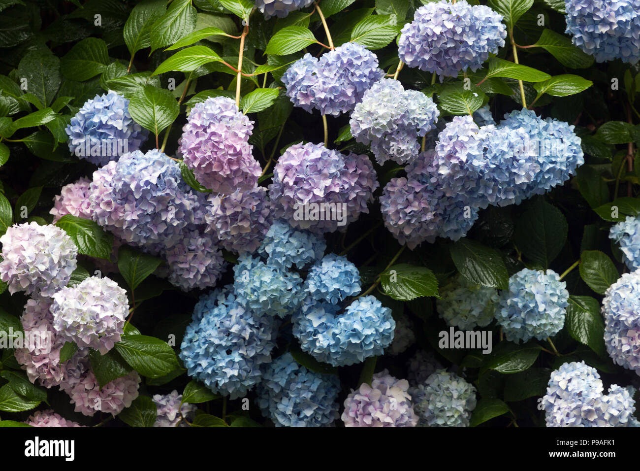 Bellissimo giardino di fiori blu, Bigleaf hydrangea, Hydrangea macrophylla, Hortensia, Bordo del giardino Foto Stock