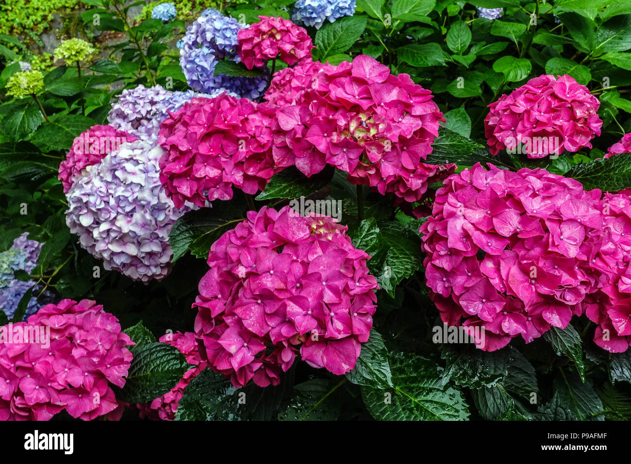 Red Bigleaf hydrangea, Hydrangea macrophylla ' ' Alpengluhen, Hortensia Foto Stock