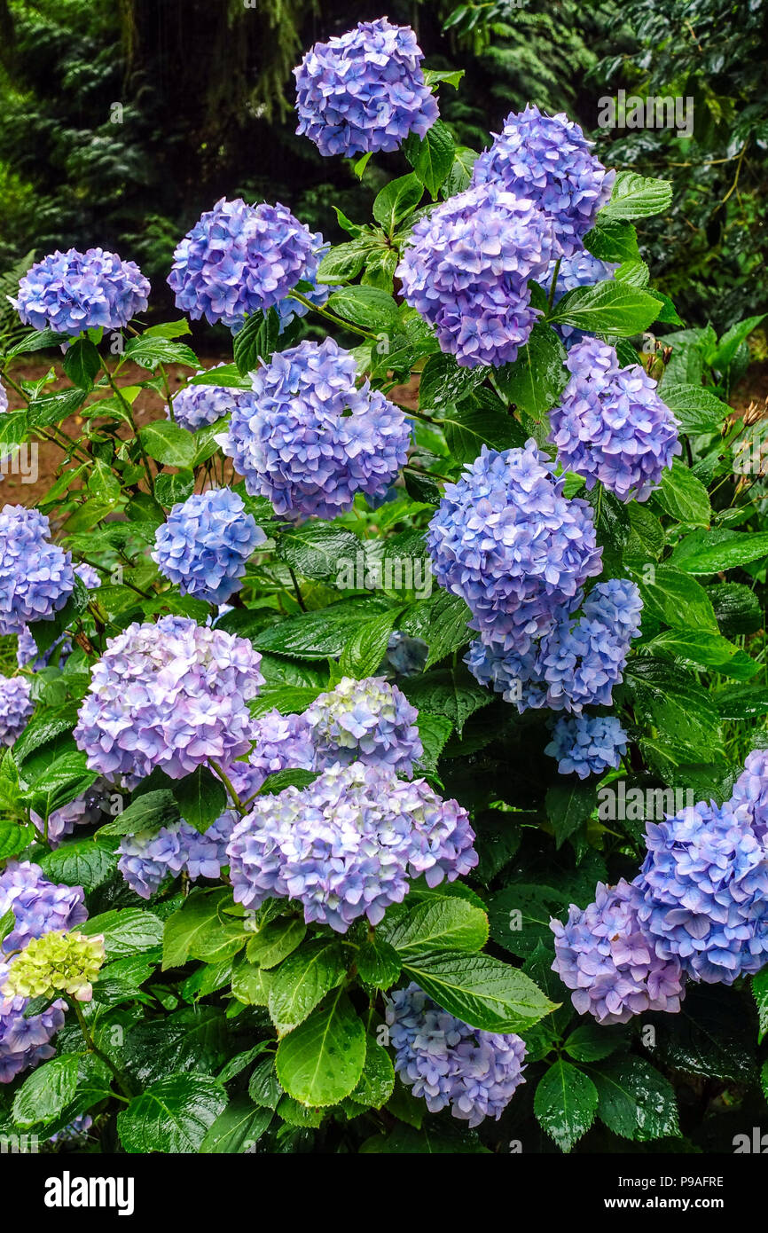 Blue Bigleaf hydrangea, Blue Hydrangea macrophylla, Hortensia fiori di luglio in giardino ombreggiato Foto Stock