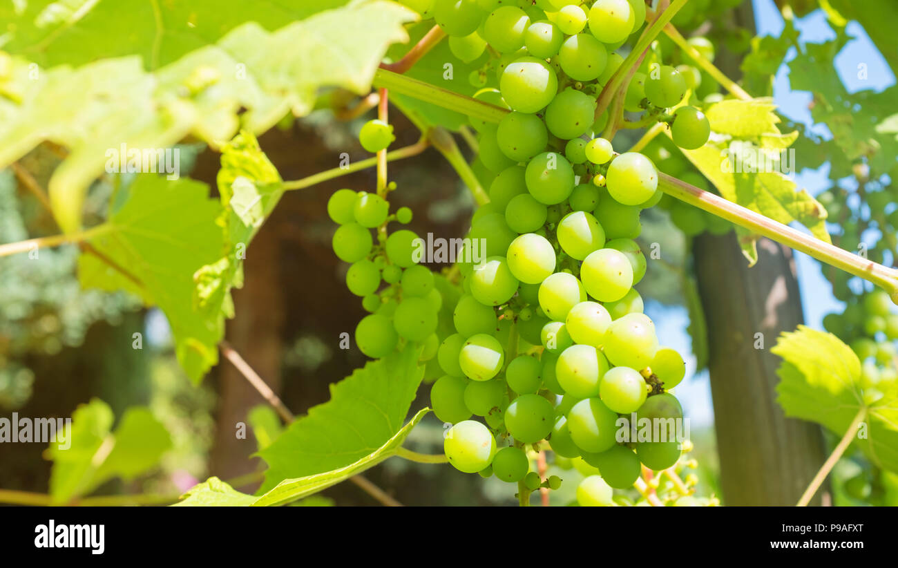 Vigne in fase di maturazione il sole Foto Stock