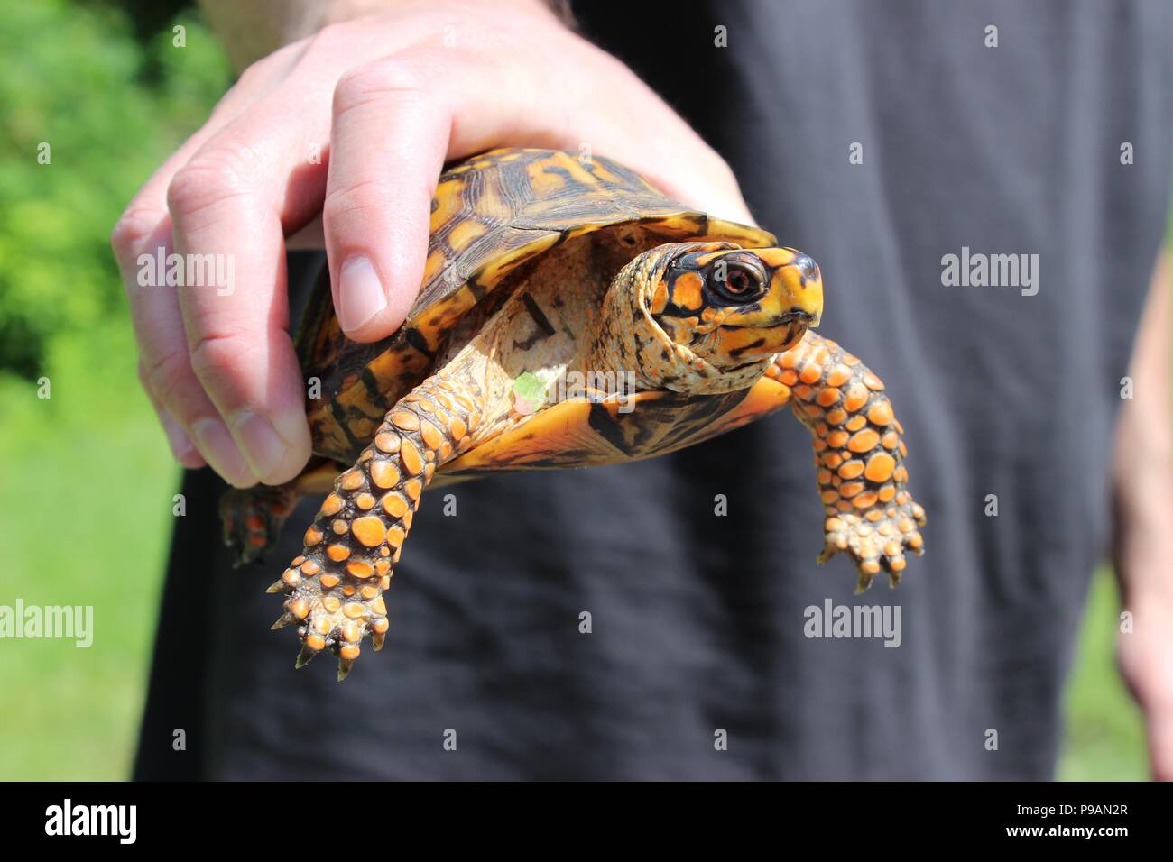 Primo piano della mano che tiene orientale Tartaruga scatola Foto Stock