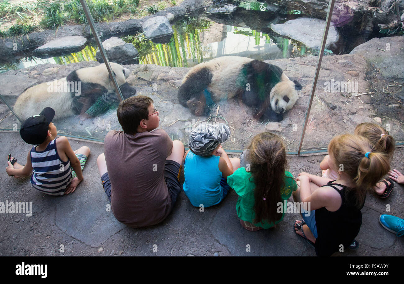 Calgary, Canada. 16 Luglio, 2018. La gente visita Panda passaggio a Calgary Zoo di Calgary, Canada, il 16 luglio 2018. Dopo lo spostamento dallo Zoo di Calgary da Toronto in marzo, panda gigante cubs Panpan Jia Jia Yueyue, la loro madre Er Shun e maschio adulto panda gigante Da Mao sono attesi per attirare molti visitatori in vacanza estiva. Credito: Zou Zheng/Xinhua/Alamy Live News Foto Stock