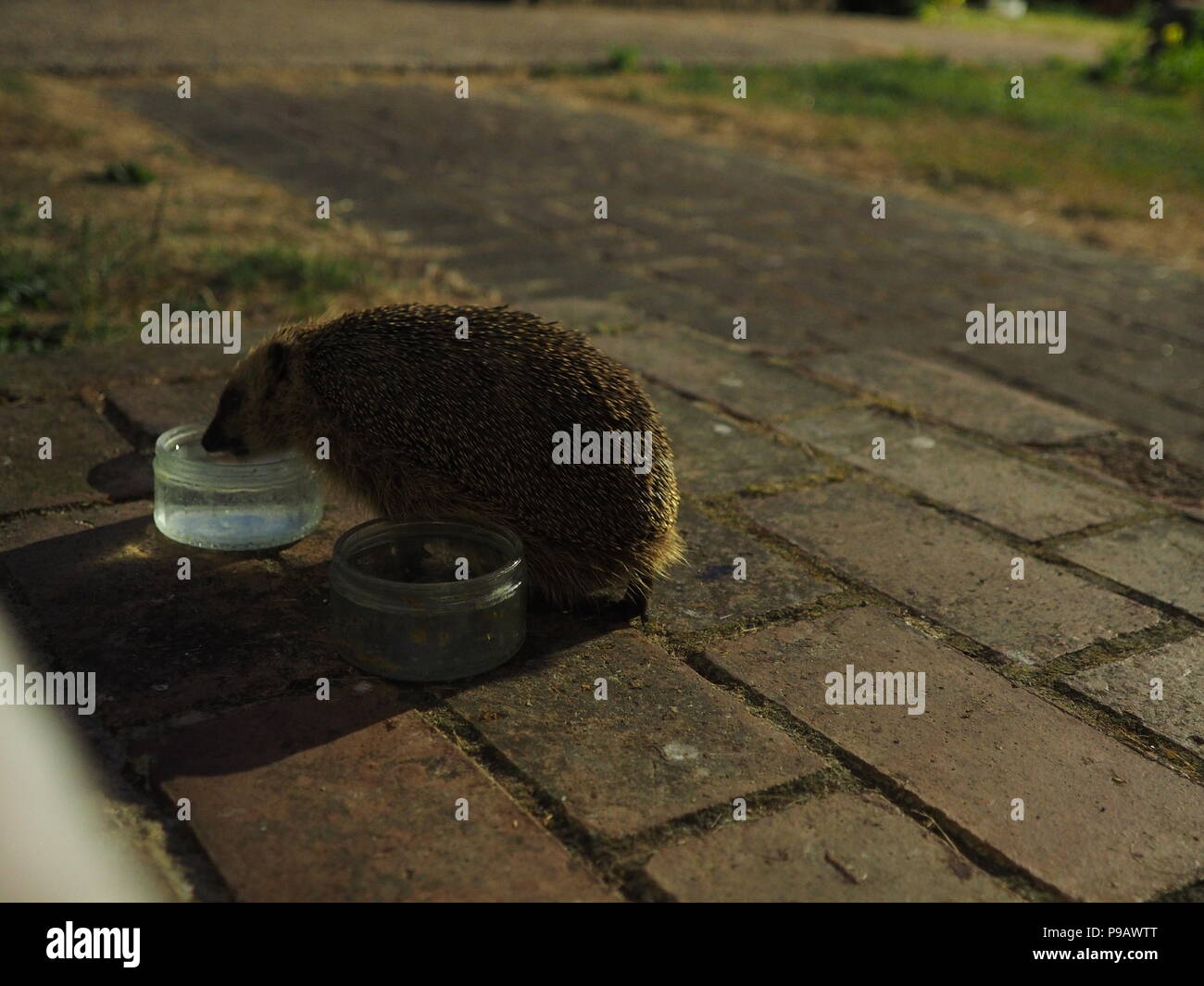 Sheerness, Regno Unito. 16 Luglio, 2018. Regno Unito: Meteo dopo un super calda giornata un piccolo porcospino cerca di cibo e di acqua in Sheerness, Kent appena dopo il tramonto. Credito: James Bell/Alamy Live News Foto Stock