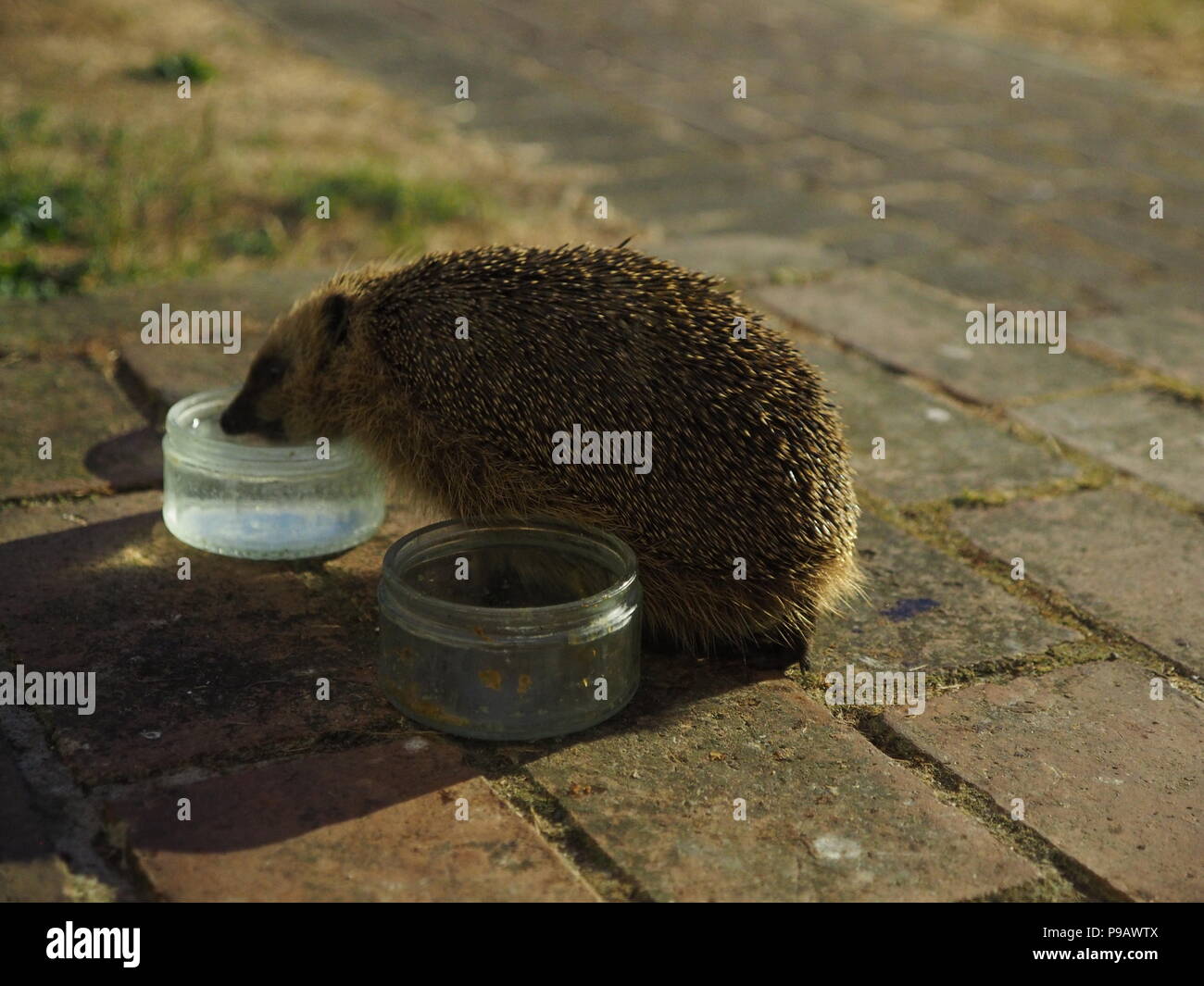 Sheerness, Regno Unito. 16 Luglio, 2018. Regno Unito: Meteo dopo un super calda giornata un piccolo porcospino cerca di cibo e di acqua in Sheerness, Kent appena dopo il tramonto. Credito: James Bell/Alamy Live News Foto Stock