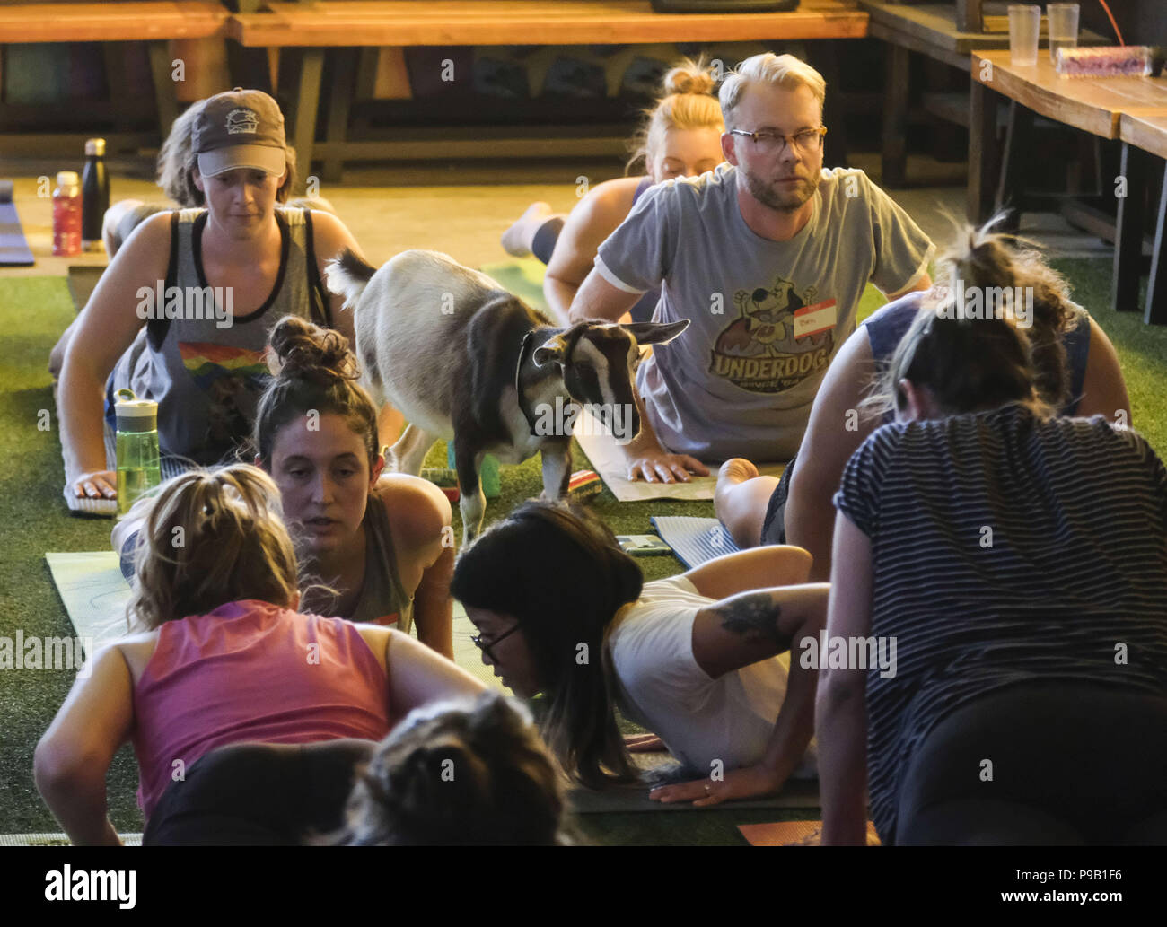 Los Angeles, California, USA. 16 Luglio, 2018. Baby capre e yoghi partecipare in una capra yoga classe detenute da Ciao Critter a Golden Road birra in Glendale, California, lunedì, 16 luglio 2018. Credito: Ringo Chiu/ZUMA filo/Alamy Live News Foto Stock