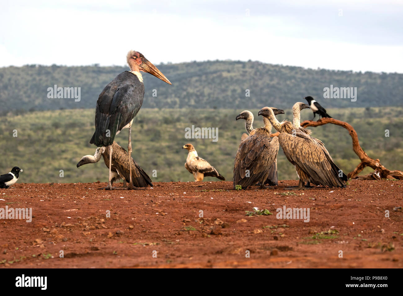 Varietà di scavenger africani uccelli a un sito di alimentazione in Sud Africa Foto Stock