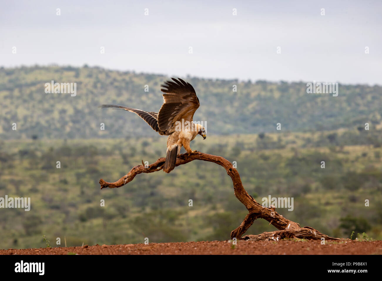 Bruno Eagle Aquila rapax atterraggio su un vecchio albero morto succursale in Sud Africa Foto Stock