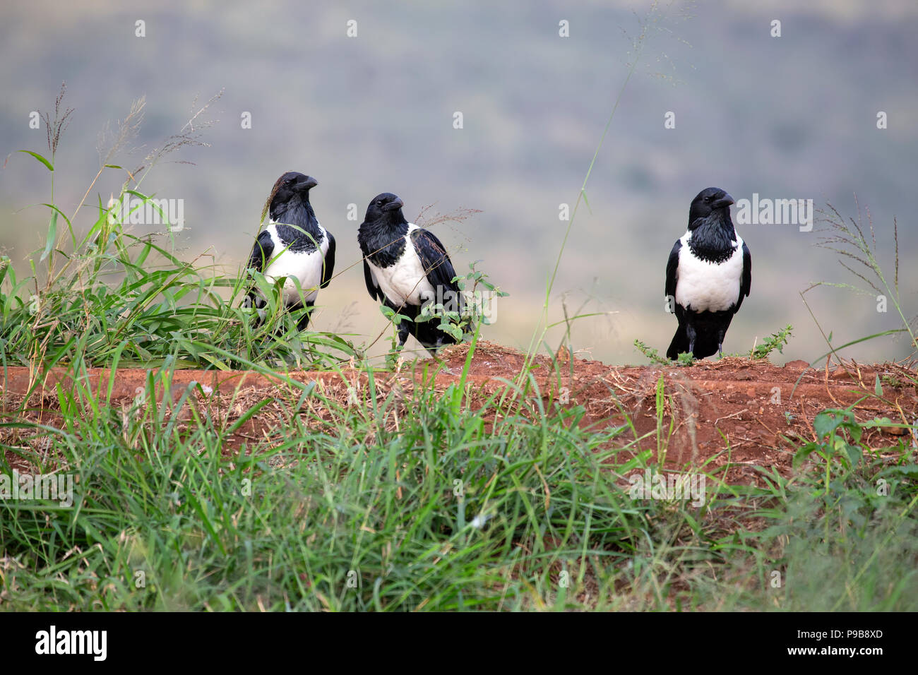 Tre Pied Crows Corvus albus sul terreno in corrispondenza di un comune sito di lavaggio su un Game Reserve in Sud Africa Foto Stock