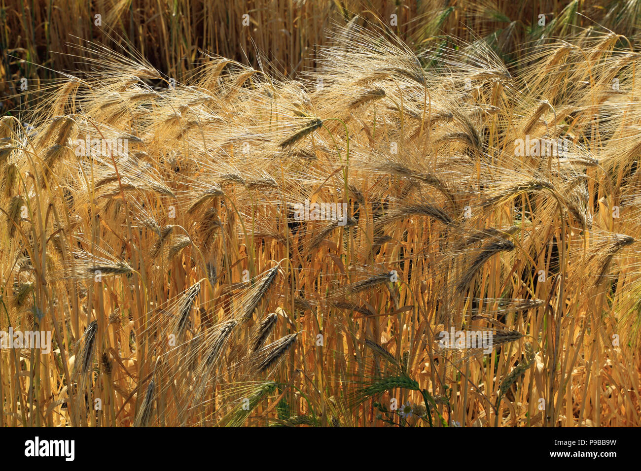 Orzo, dettaglio la barba lunga, barbuto, feathery, teste di seme, close up, campo, cereali raccolto di grano, agricoltura. Foto Stock