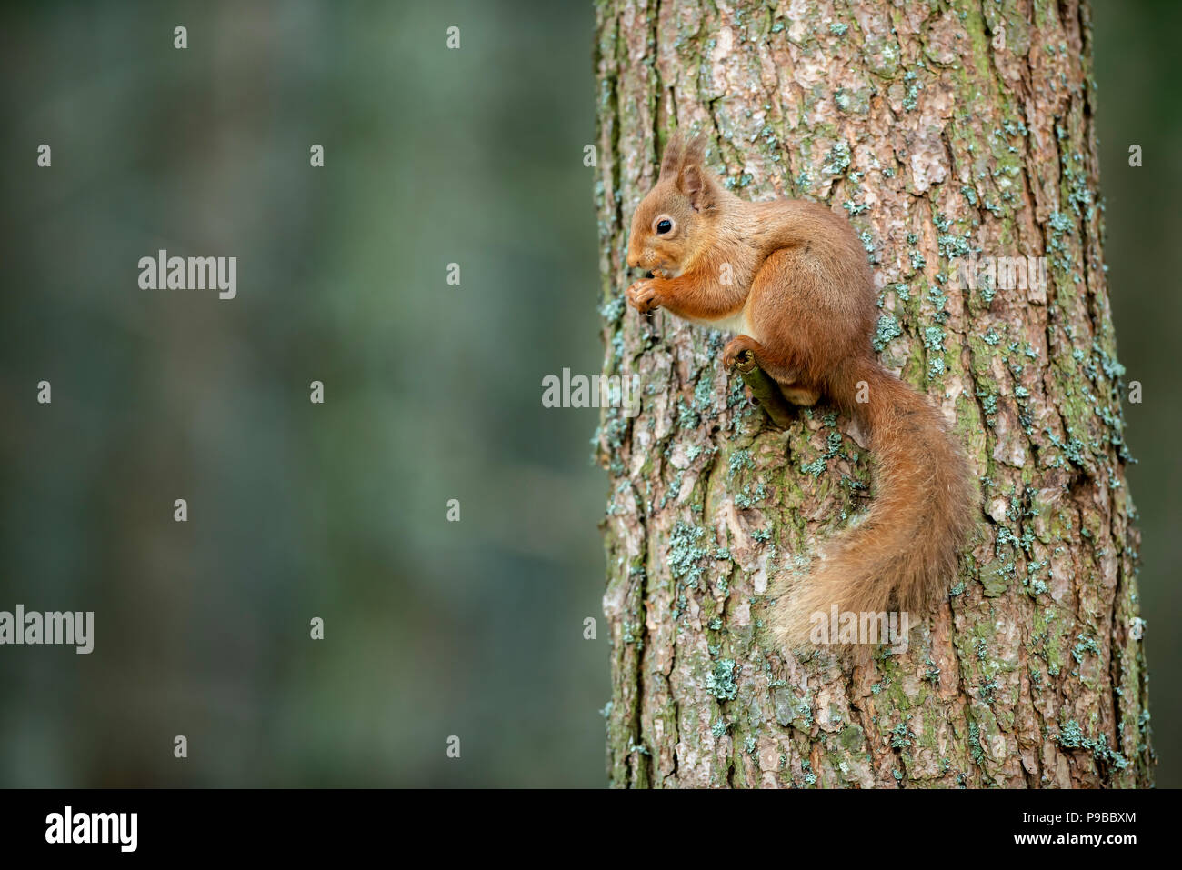 Scoiattolo rosso Foto Stock