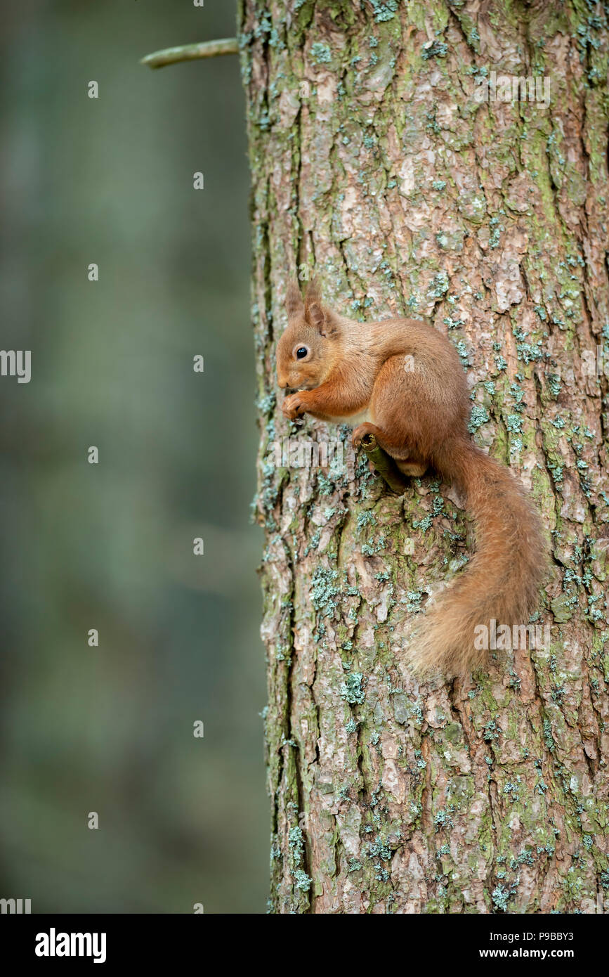 Scoiattolo rosso Foto Stock