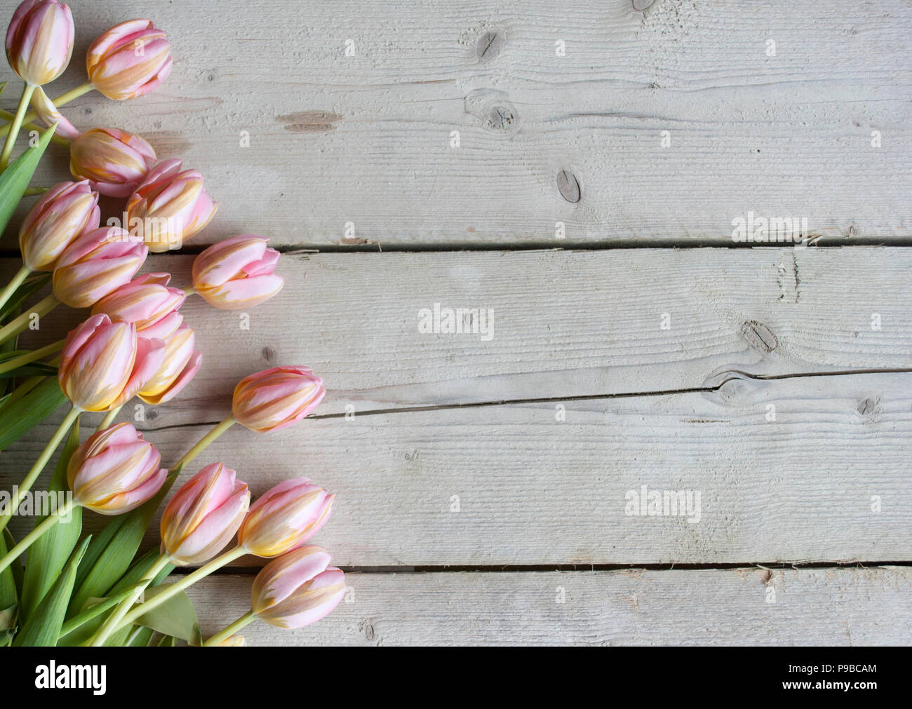 Rosa in fiore olandese tulipani su weathered fienile Sfondo legno Foto Stock