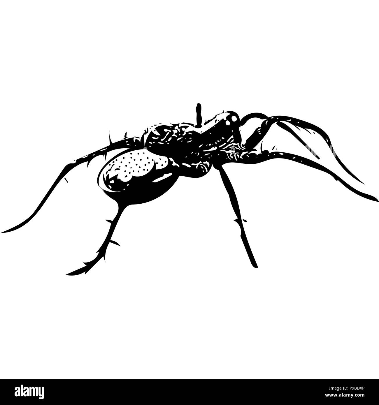 In bianco e nero di grafica vettoriale di Spotted wolf spider che porta uovo sac nel profilo. Illustrazione Vettoriale