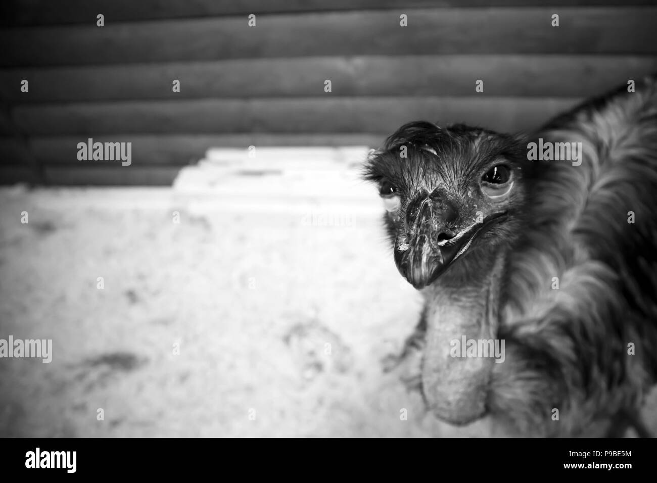 Divertente carino emu australiano in una gabbia in legno presso il giardino zoologico Foto Stock