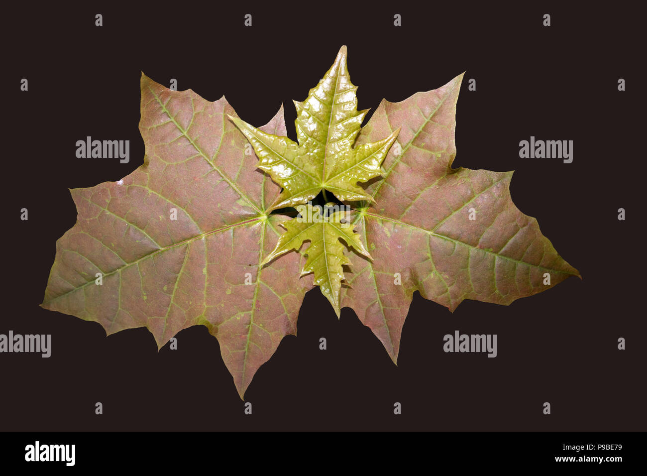 Parte superiore del ramo con i giovani di colore giallo e rosso di foglie di acero isolato su sfondo marrone Foto Stock