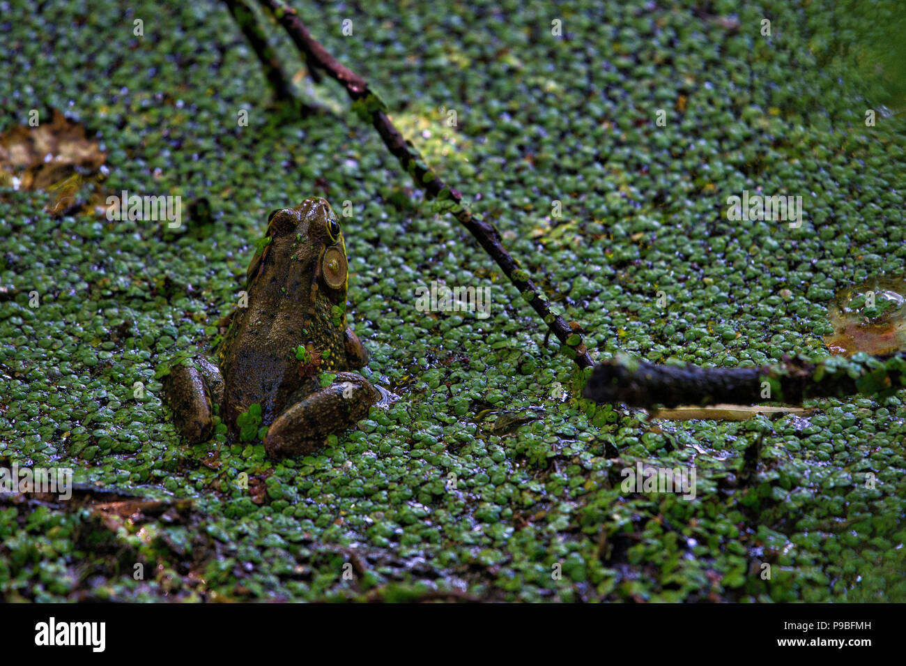 Stati Uniti: Luglio 16, 2018: una rana toro si siede in duck weed su uno degli stagni al Blue Ridge centro per una gestione responsabile delle risorse ambientali. Loudoun County Foto Stock