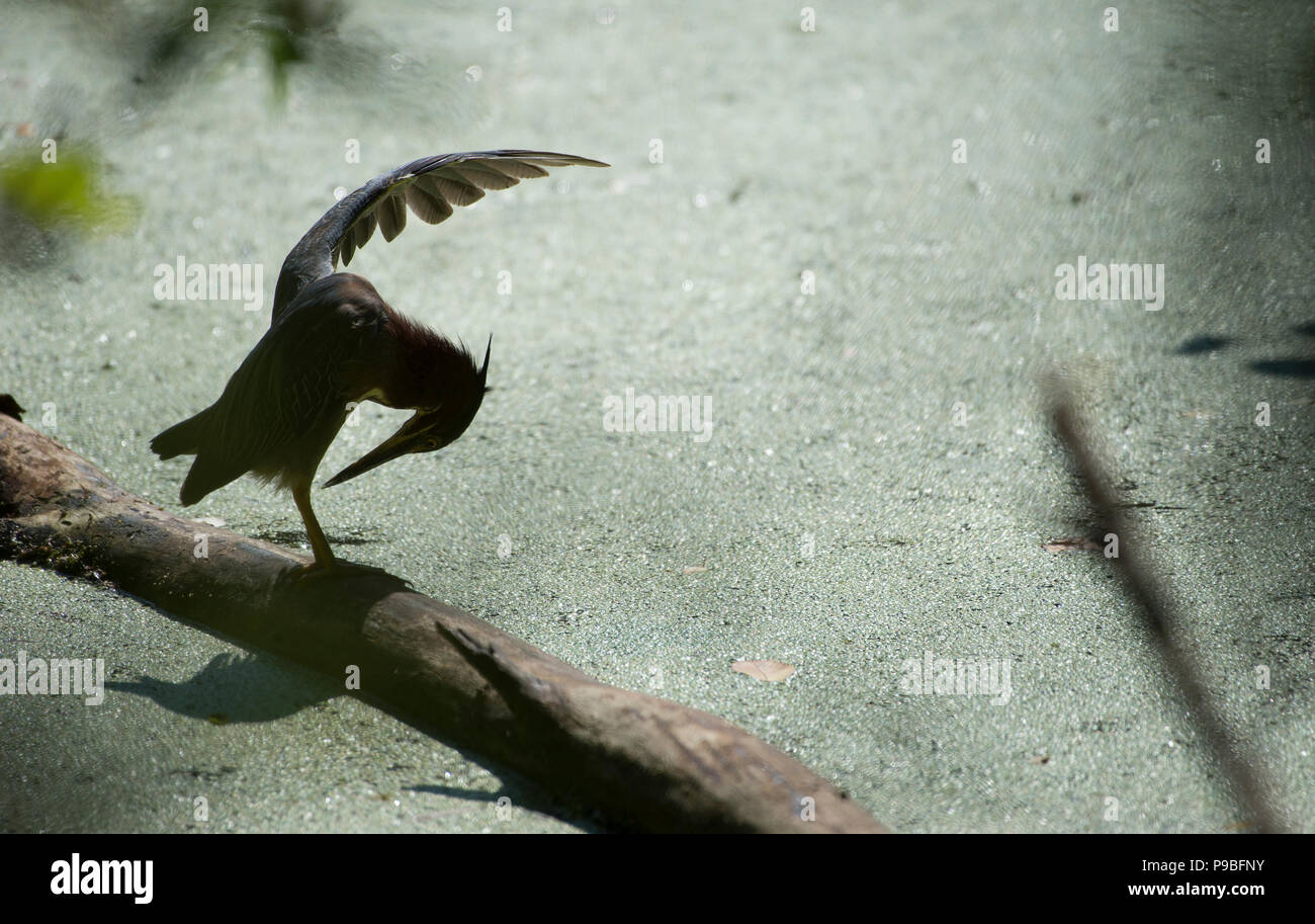 Stati Uniti: Luglio 16, 2018: un verde heron preens stesso nelle prime ore del mattino sun presso la Blue Ridge centro per una gestione responsabile delle risorse ambientali. Loudoun cou Foto Stock