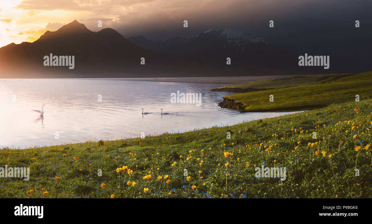I cigni sul lago al tramonto.selvaggio fiore sul prato Foto Stock