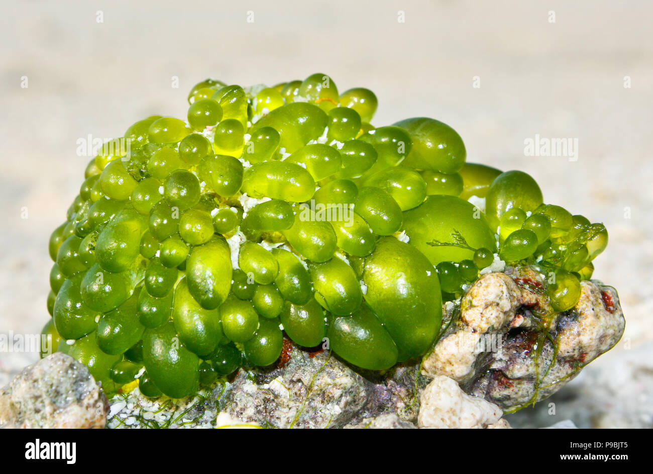 Mazzetto di verde le alghe di mare presso la spiaggia tropicale Foto Stock