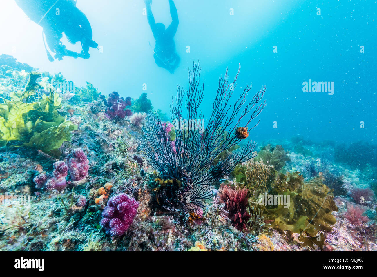 I subacquei silhouette nuoto nel soft coral sea Foto Stock
