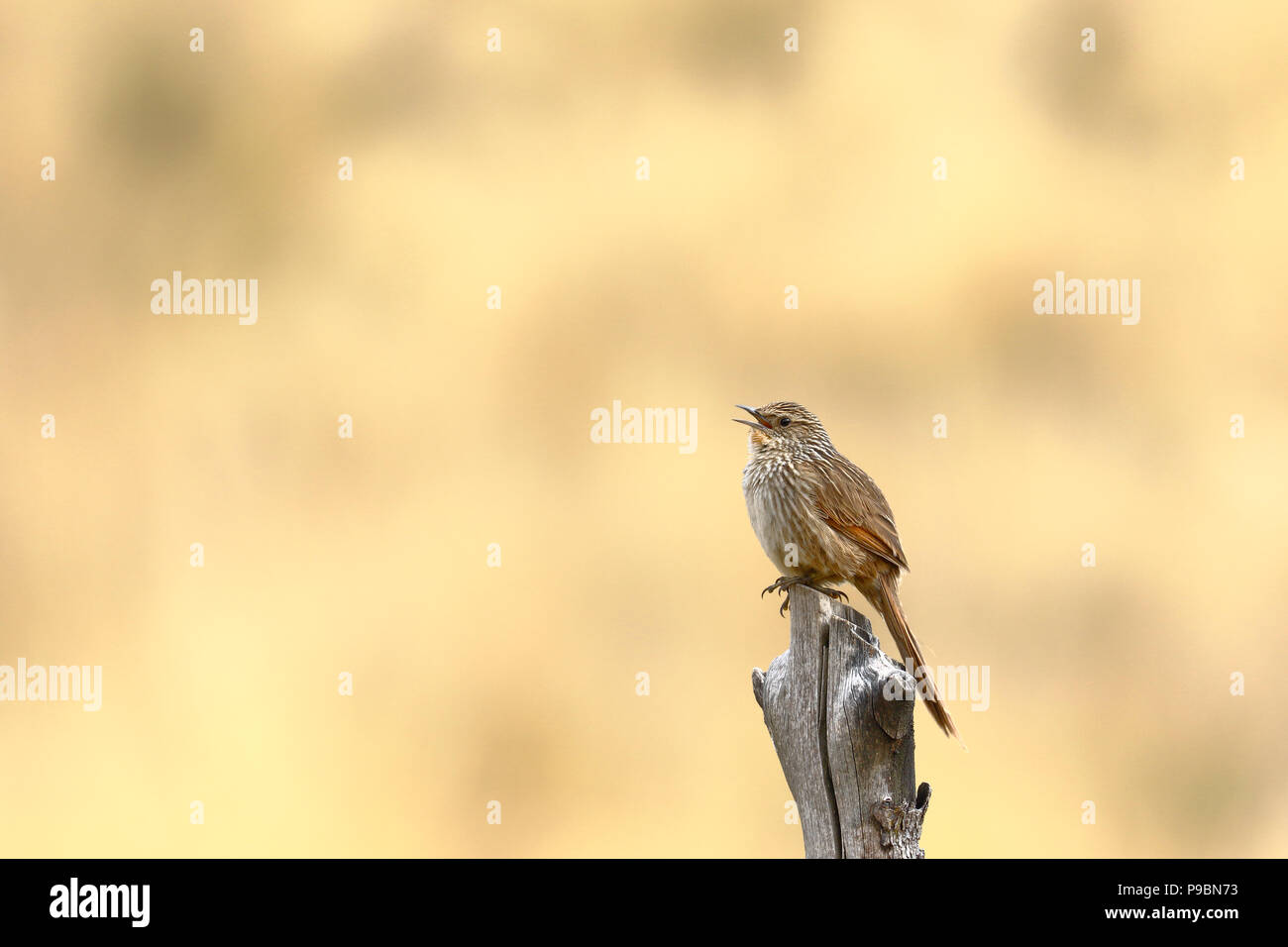 Cestello di Junin (Asthenes virgata) appollaiato sul tronco Foto Stock