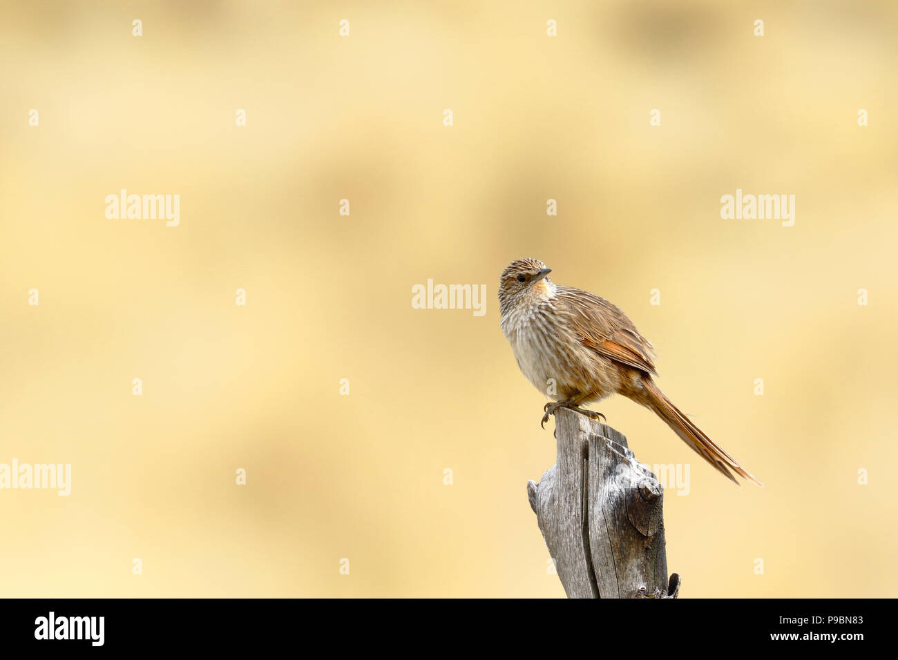 Cestello di Junin (Asthenes virgata) appollaiato sul tronco Foto Stock