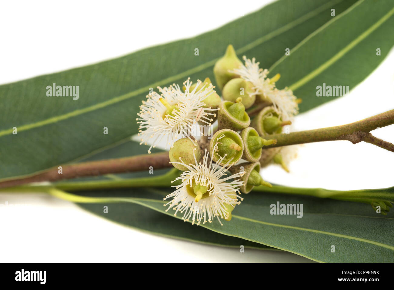 Ramo di eucalipto con fiori isolati su bianco Foto Stock