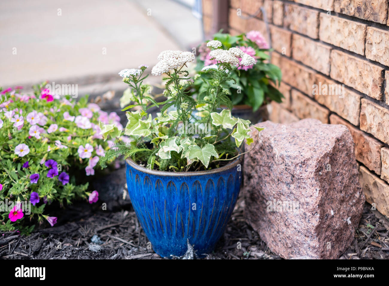 Comune di achillea, Achillea millefolium, a piante erbacee perenni, crescendo in una ceramica pentola floreale. Foto Stock