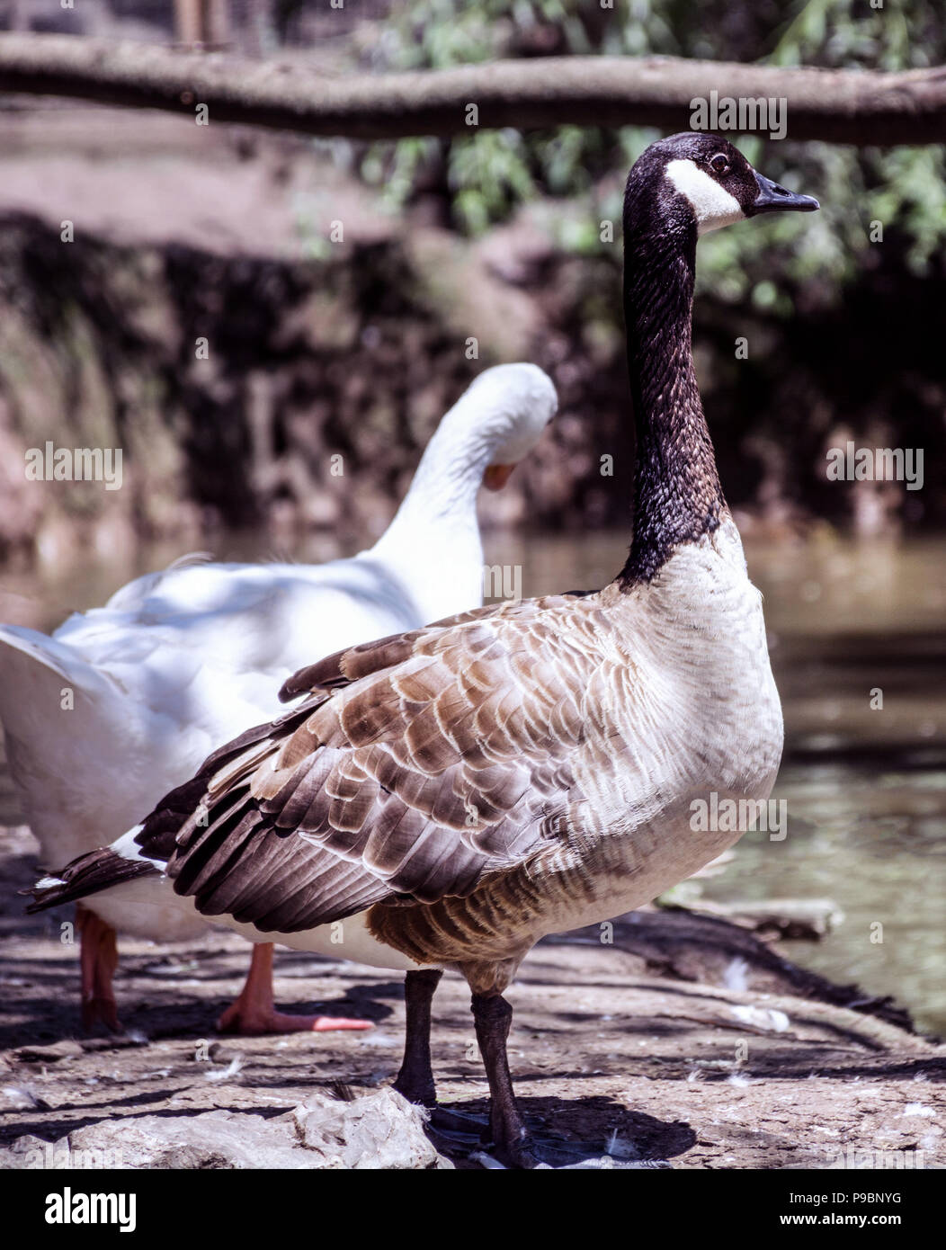 Oca canadese o Branta canadensis in piedi vicino all'acqua del lago. Un uccello nel concetto di natura. Close up, il fuoco selettivo Foto Stock