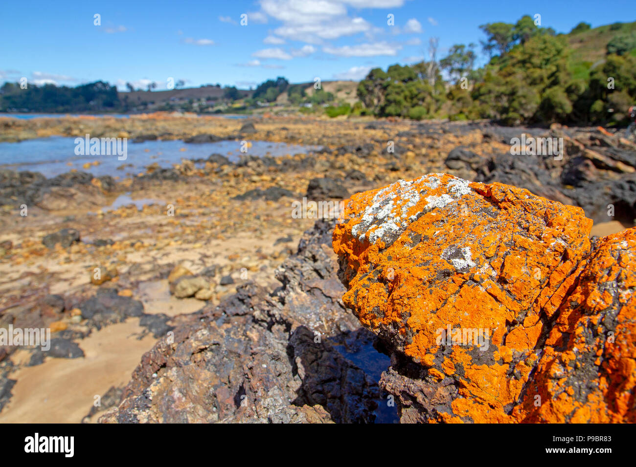La Bass Strait costa a Penguin Foto Stock